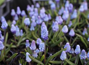 Modřenec azurový - Muscari azureum