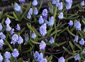 Modřenec azurový - Muscari azureum