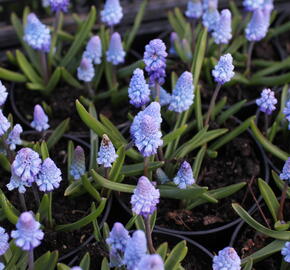 Modřenec azurový - Muscari azureum