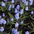 Muscari azureum_1.JPG