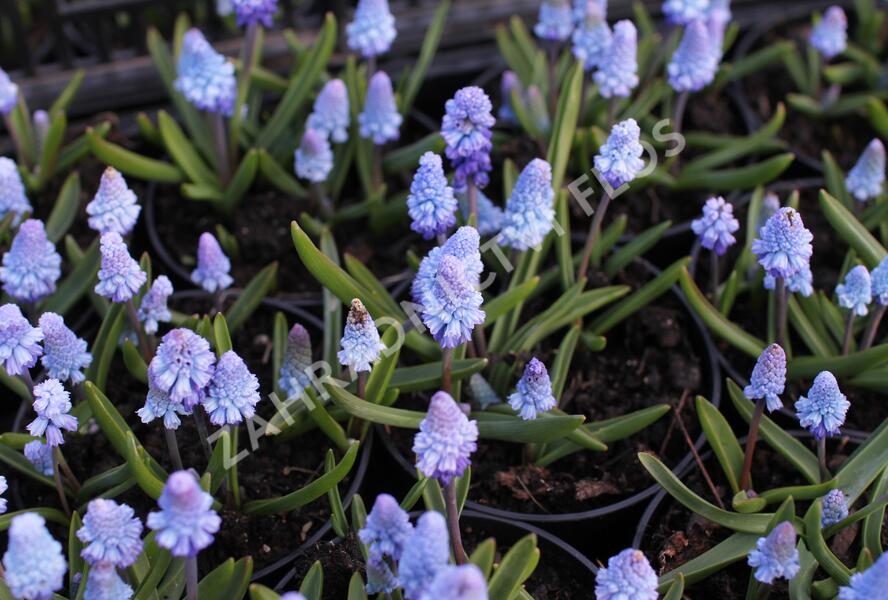 Modřenec azurový - Muscari azureum