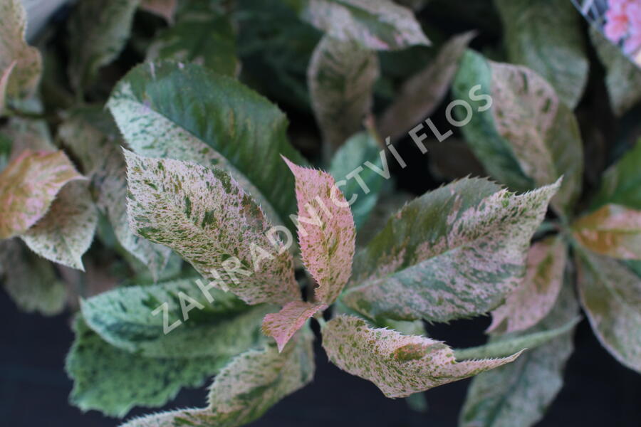 Blýskavka čínská 'Pink Crispy' - Photinia serratifolia 'Pink Crispy'