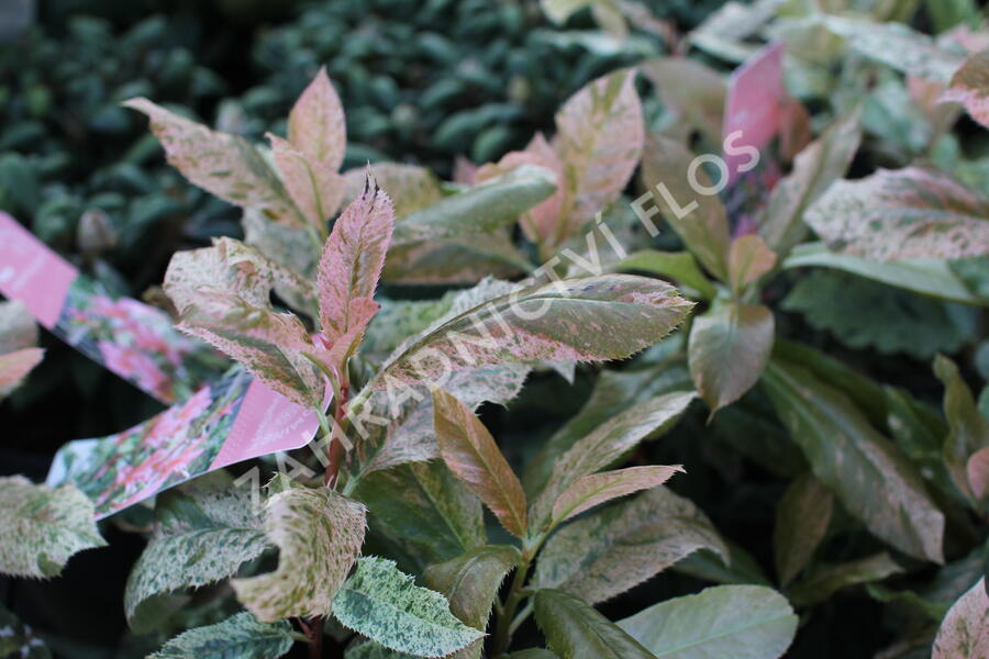 Blýskavka čínská 'Pink Crispy' - Photinia serratifolia 'Pink Crispy'
