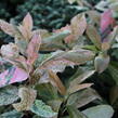 Blýskavka čínská 'Pink Crispy' - Photinia serratifolia 'Pink Crispy'