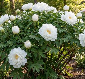 Pivoňka dřevitá 'Okinajishi'