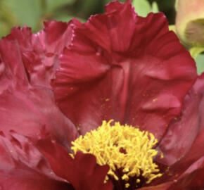 Pivoňka dřevitá 'Trojan Gypsy Princess'