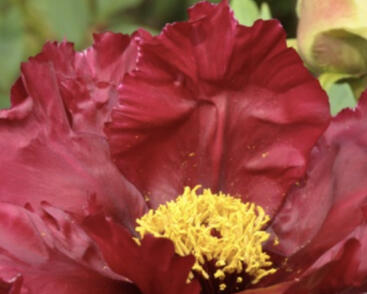 Pivoňka dřevitá 'Trojan Gypsy Princess'