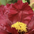 Paeonia Troyan Gipsy.png