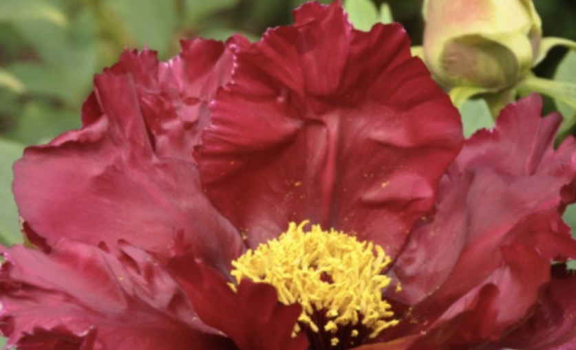 Pivoňka dřevitá 'Trojan Gypsy Princess' - Paeonia suffruticosa 'Trojan Gypsy Princess'
