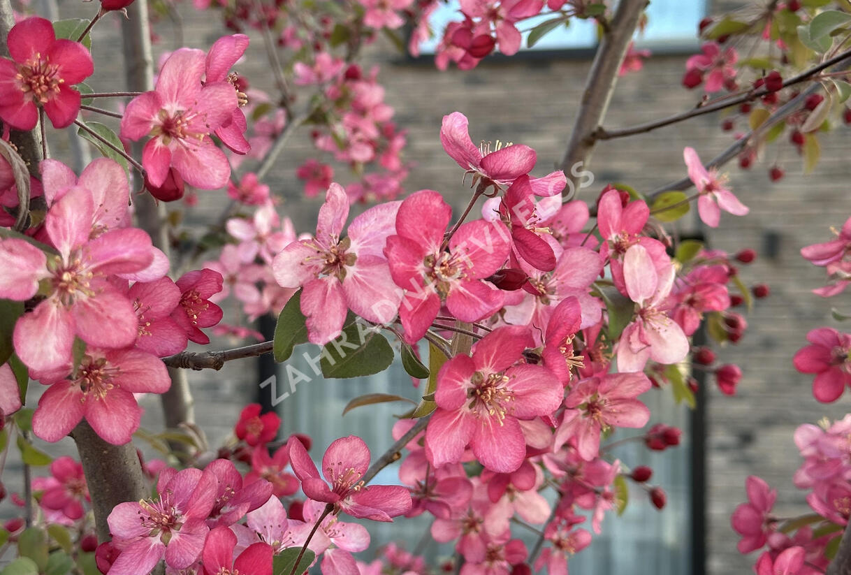 Jabloň okrasná 'Coccinella' - Malus 'Coccinella'