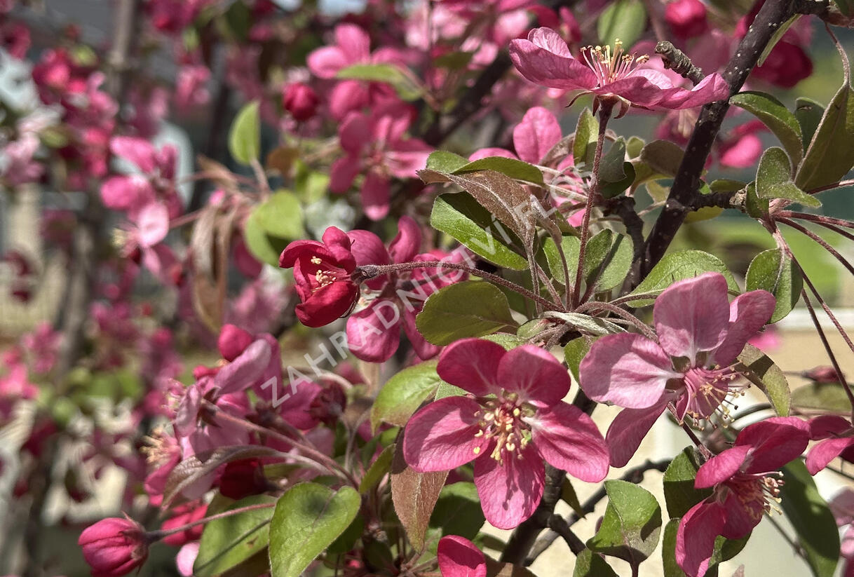 Jabloň okrasná 'Coccinella' - Malus 'Coccinella'