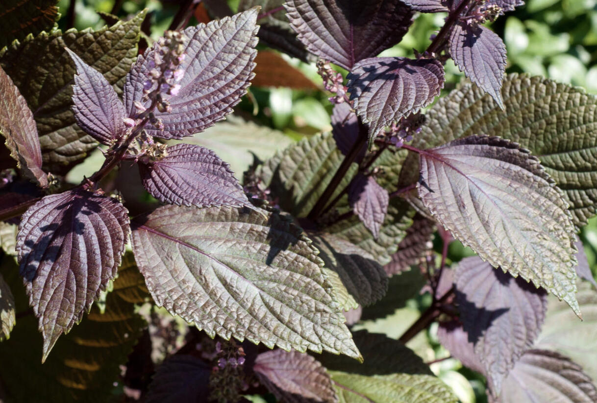 Perila křovitá, shiso - Perilla frutescens mix