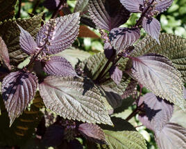 Perila křovitá, shiso
