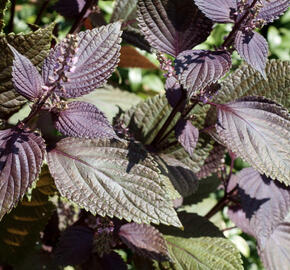 Perila křovitá, shiso