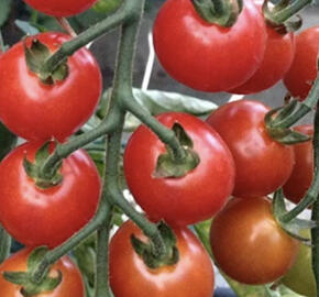 Rajče balkonové 'Tiny Temptations F1 Red'