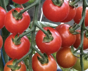 Rajče balkonové 'Tiny Temptations F1 Red'