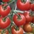 Lycopersicon esculentum 'Tiny Temptations F1 Red'.png