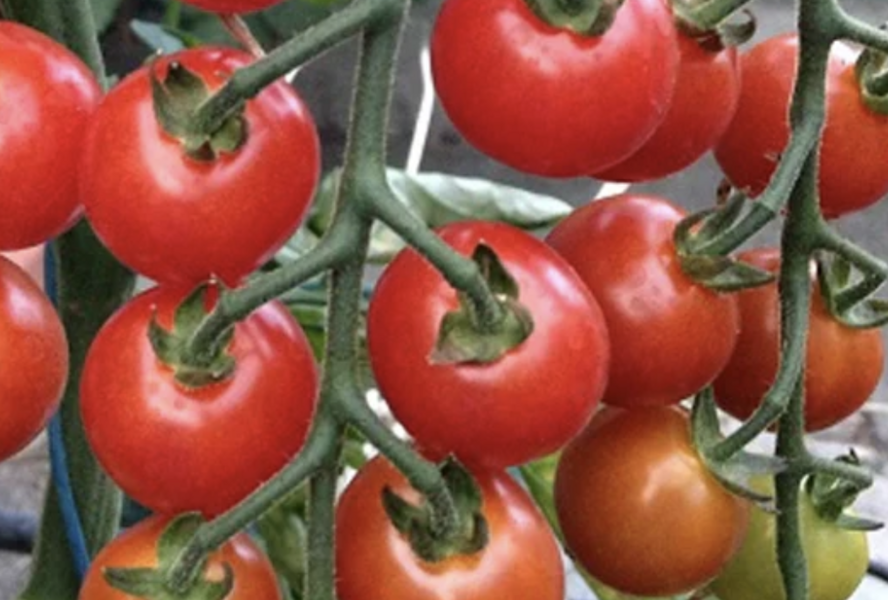 Rajče balkonové 'Tiny Temptations F1 Red' - Lycopersicon esculentum 'Tiny Temptations F1 Red'