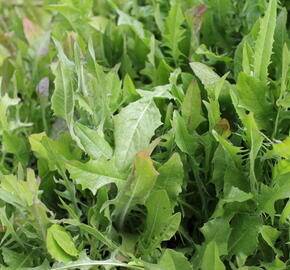 Čekanka salátová 'Xagros Red'