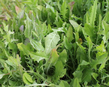 Čekanka salátová 'Xagros Red'