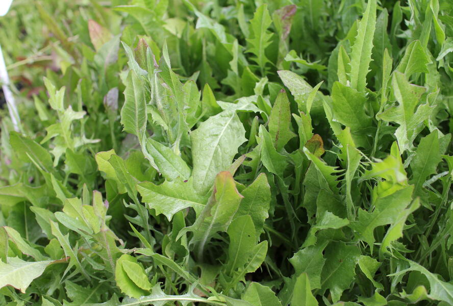 Čekanka salátová 'Xagros Red' - Cichorium intybus 'Xagros Red'