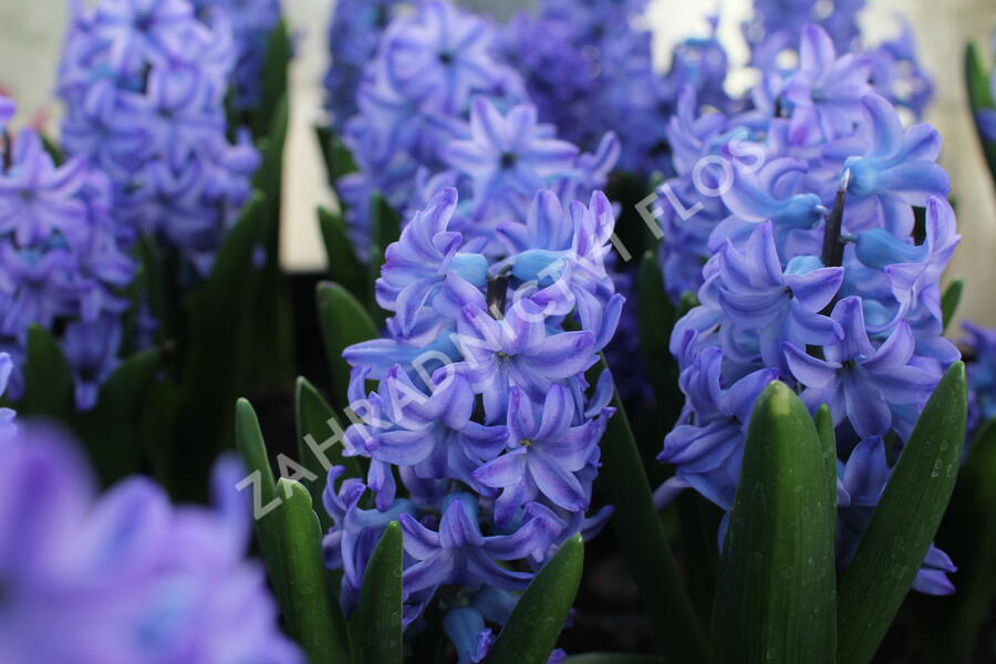 Hyacint 'Aqua' - Hyacinthus 'Aqua'