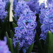 Hyacint 'Aqua' - Hyacinthus 'Aqua'