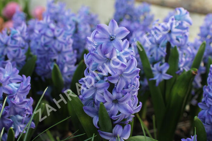 Hyacint 'Aqua' - Hyacinthus 'Aqua'