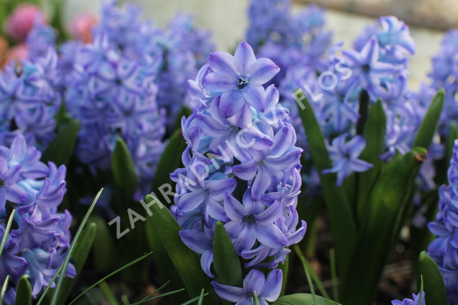 Hyacint 'Aqua' - Hyacinthus 'Aqua'