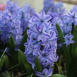 Hyacint 'Aqua' - Hyacinthus 'Aqua'