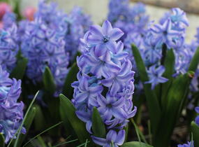 Hyacint 'Aqua' - Hyacinthus 'Aqua'