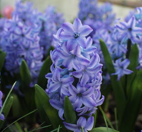Hyacint 'Aqua'