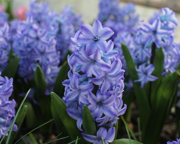 Hyacint 'Aqua'