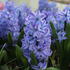 Hyacinthus 'Aqua'_1.JPG
