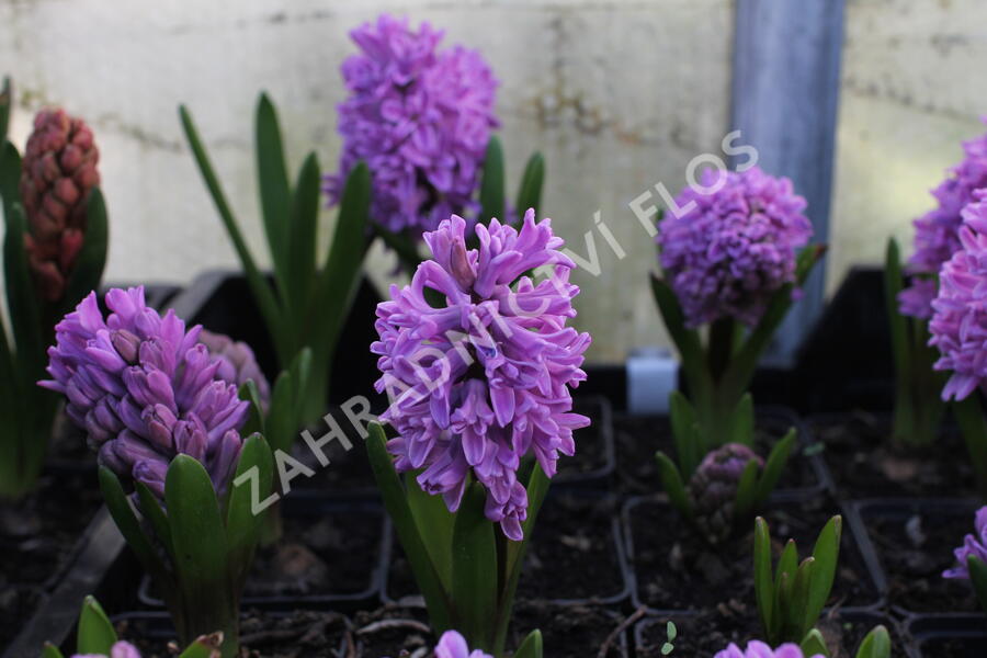 Hyacint 'Splendid Cornelia' - Hyacinthus 'Splendid Cornelia'