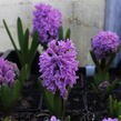 Hyacint 'Splendid Cornelia' - Hyacinthus 'Splendid Cornelia'