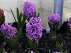 Hyacint 'Splendid Cornelia' - Hyacinthus 'Splendid Cornelia'