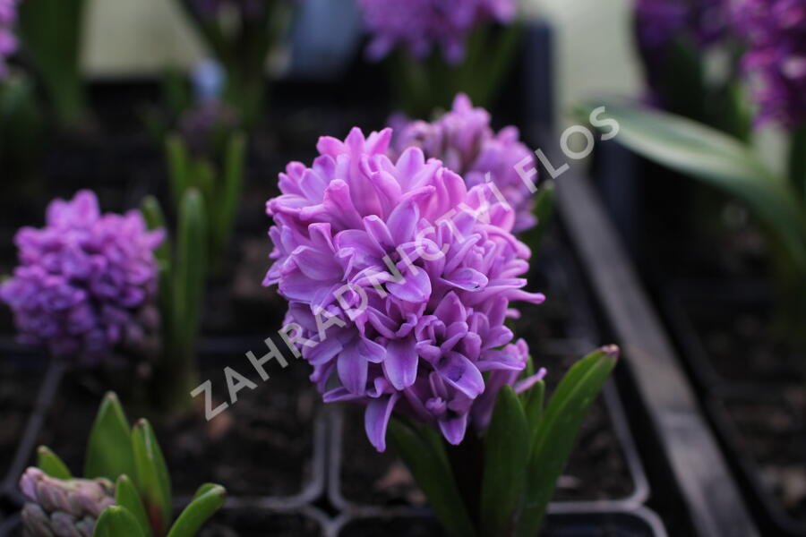 Hyacint 'Splendid Cornelia' - Hyacinthus 'Splendid Cornelia'