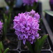 Hyacint 'Splendid Cornelia' - Hyacinthus 'Splendid Cornelia'