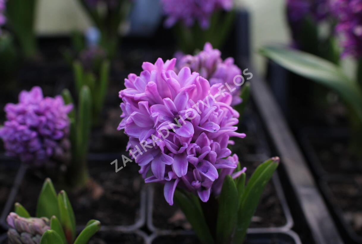 Hyacint 'Splendid Cornelia' - Hyacinthus 'Splendid Cornelia'