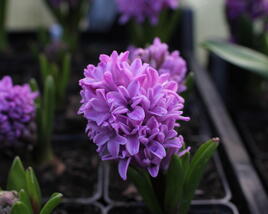 Hyacint 'Splendid Cornelia'