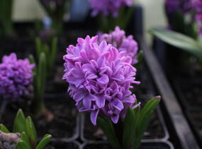 Hyacint 'Splendid Cornelia' - Hyacinthus 'Splendid Cornelia'