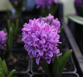 Hyacint 'Splendid Cornelia'