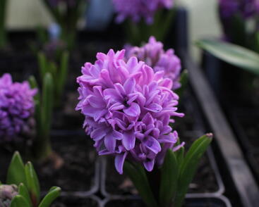 Hyacint 'Splendid Cornelia'