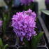 Hyacinthus 'Splendid Cornelia'_1.JPG