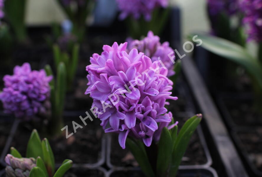 Hyacint 'Splendid Cornelia' - Hyacinthus 'Splendid Cornelia'