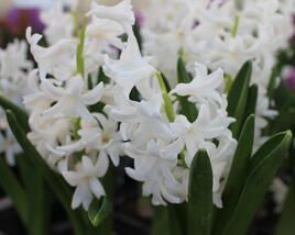Hyacint 'Carnegie'