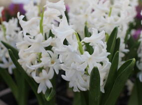 Hyacint 'Carnegie' - Hyacinthus 'Carnegie'