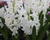 Hyacint 'Carnegie'