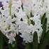 Hyacinthus 'Carnegie'.JPG